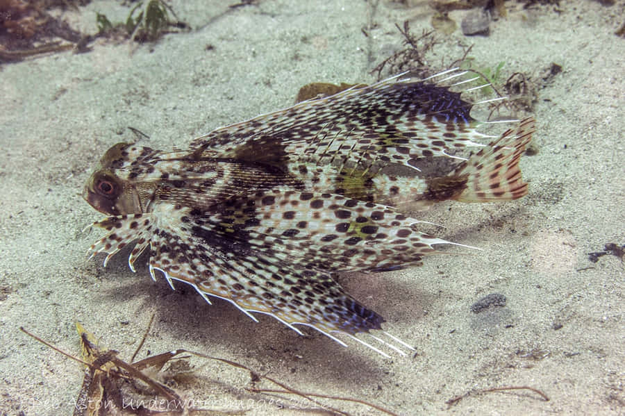 Flying Gurnard Spreading Fins Wallpaper