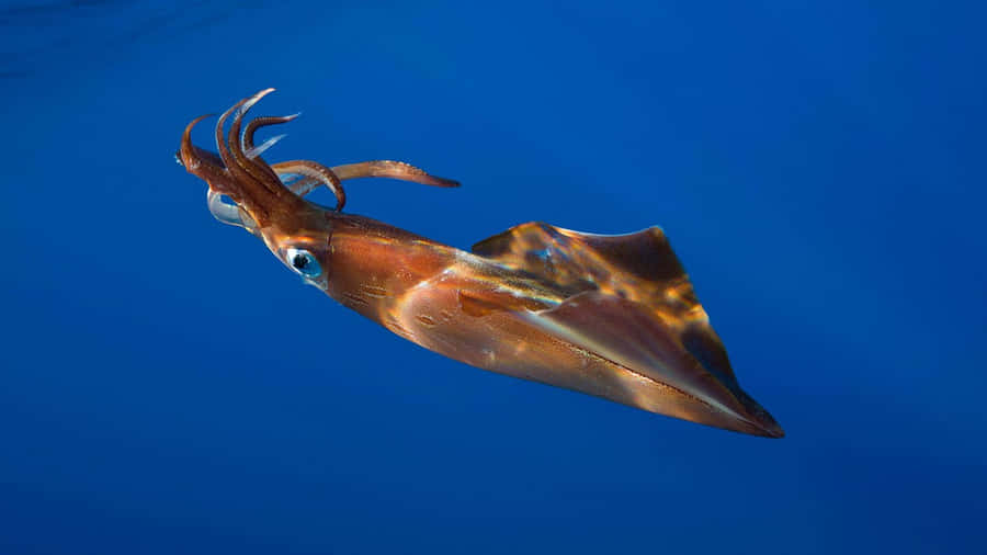 Flying Squid In Action Wallpaper