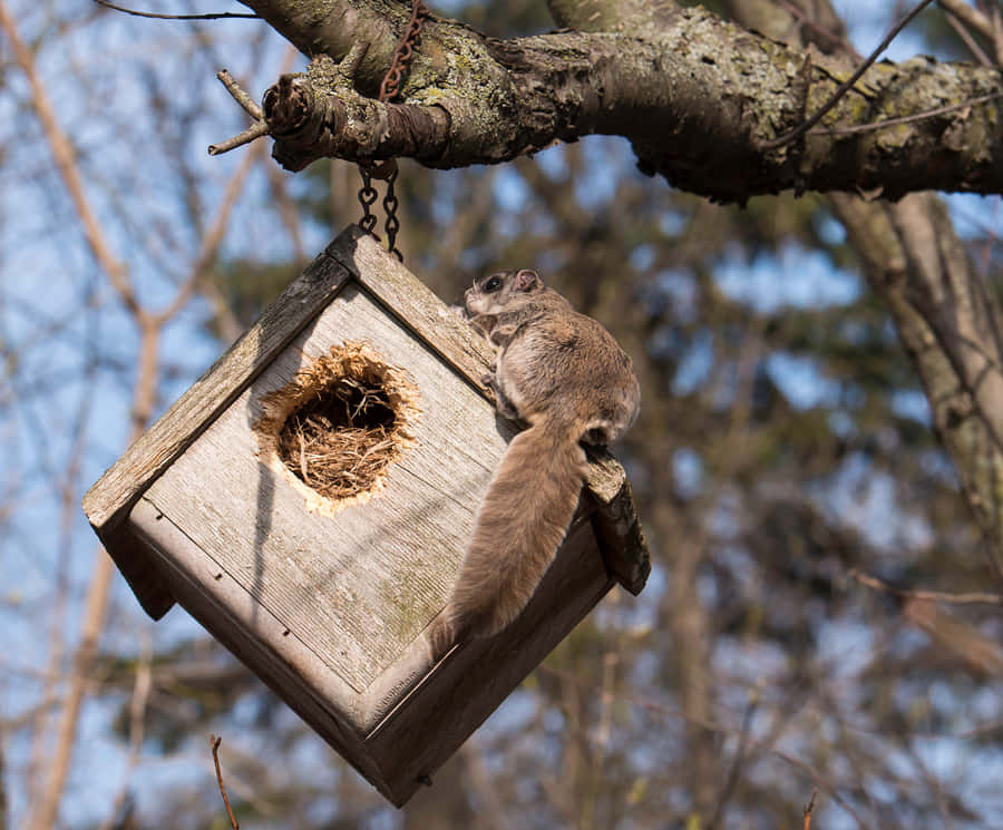 Flying Squirrel Nesting Box Wallpaper