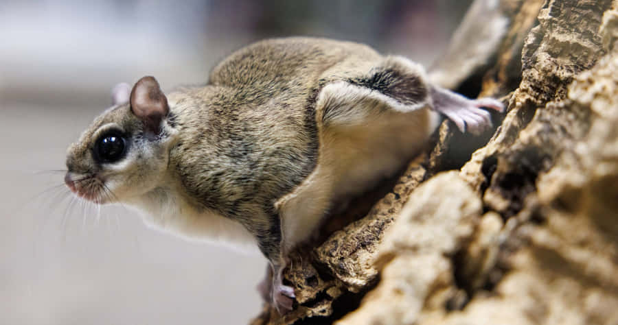 Flying Squirrel Perchedon Tree Bark Wallpaper