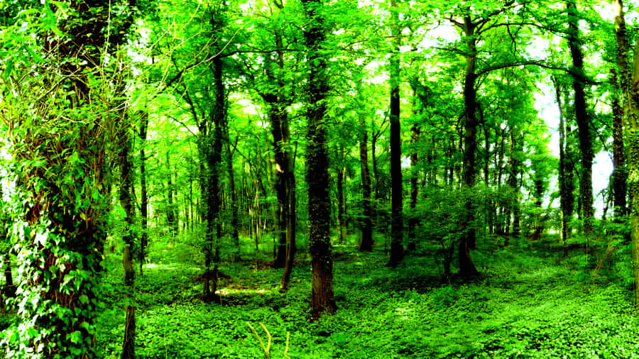 Forest Conservation 1920 X 1080 Wallpaper Wallpaper