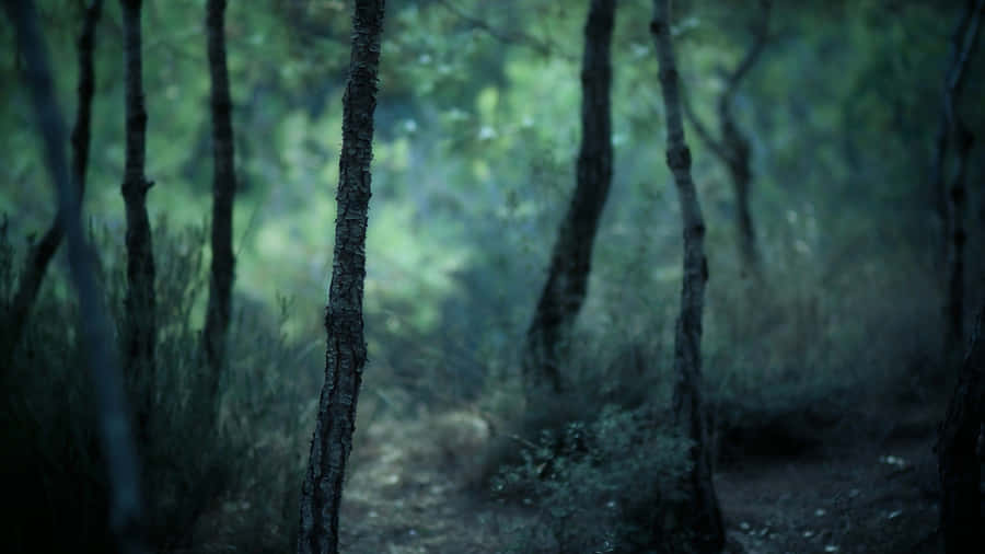 Forest Depth Effect Blur Wallpaper