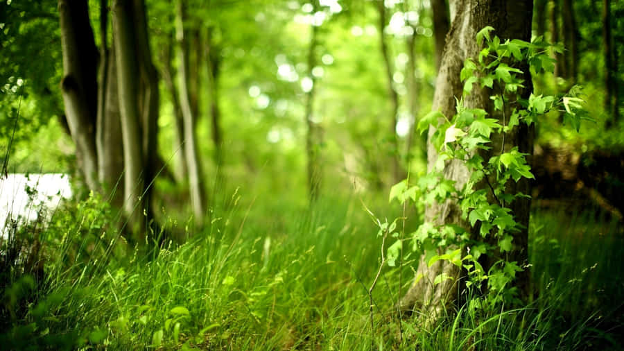 Forest Depth Effect Wallpaper