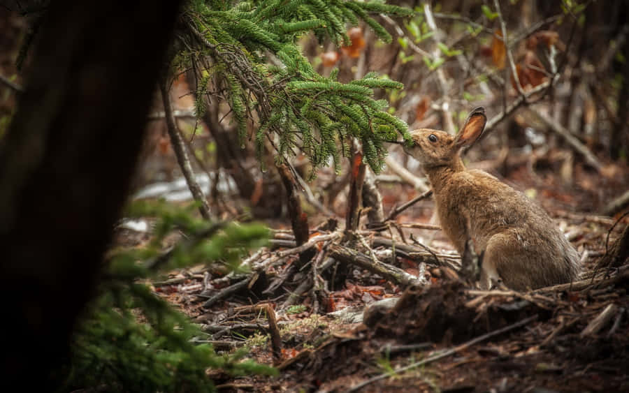 Forest_ Hare_ Amidst_ Foliage.jpg Wallpaper