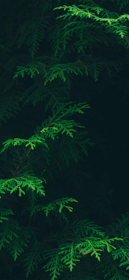 Forest Leaves Iphone Wallpaper