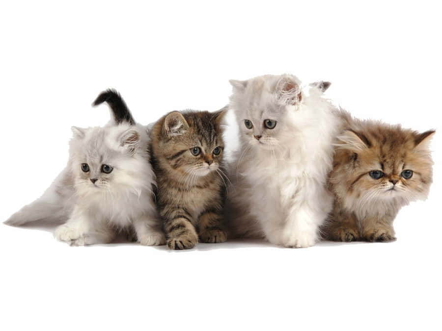 Four Cute Baby Kittens Wallpaper