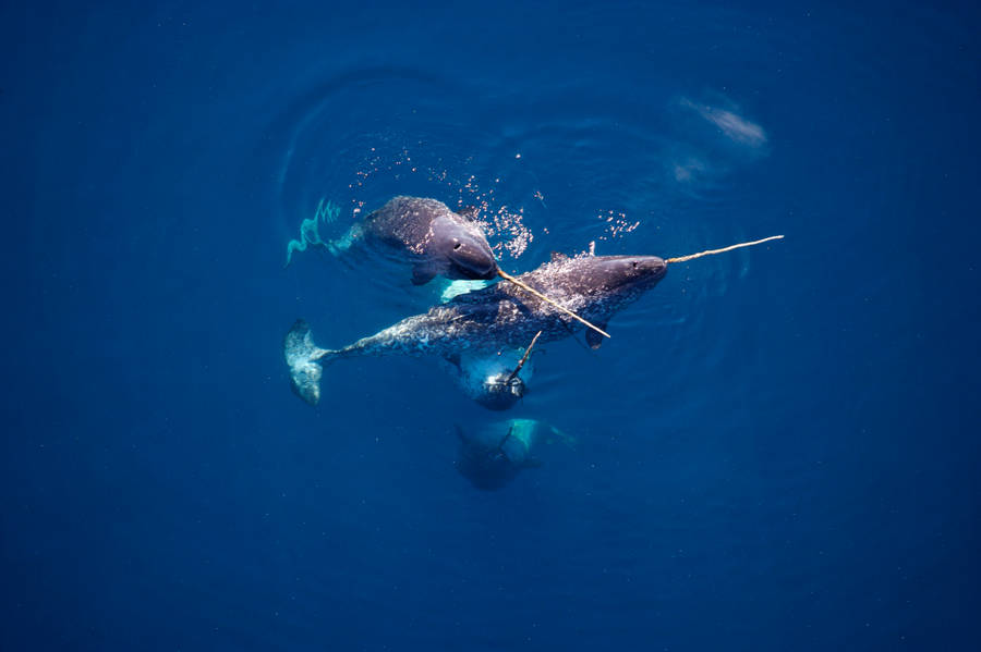 Four Narwhals Deep Sea Wallpaper