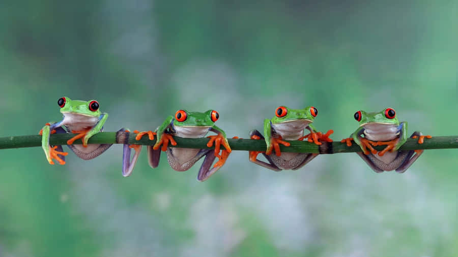 Four Red Eyed Tree Frogs Perching Wallpaper