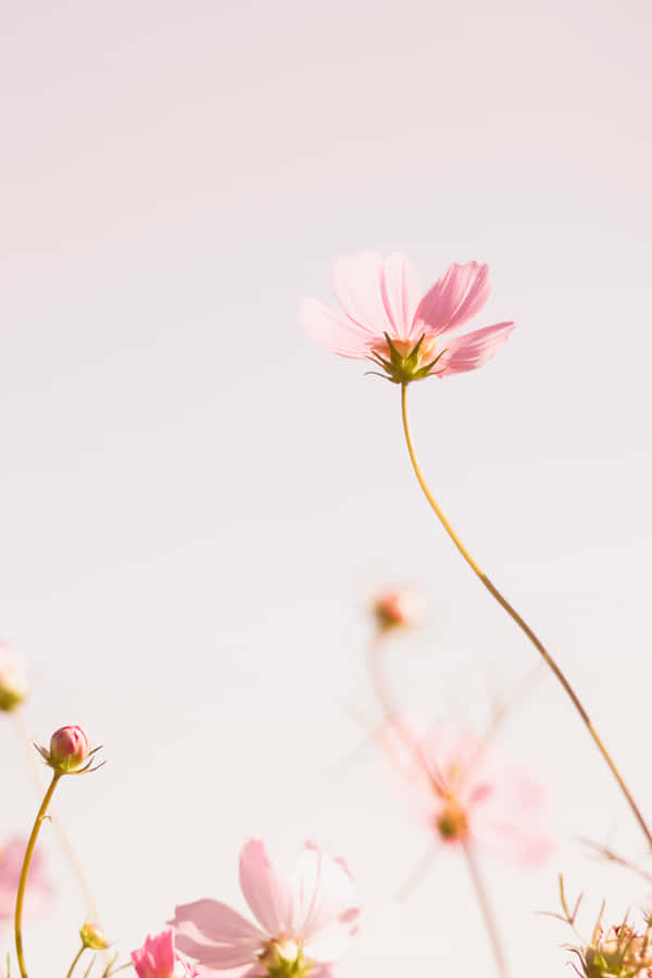 Fragile Garden Cosmos Wallpaper