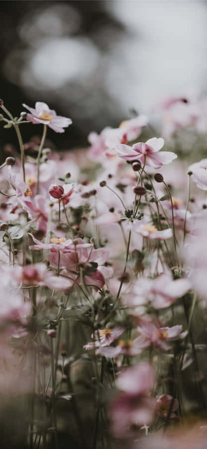 Fragile Little Pink Flowers Wallpaper