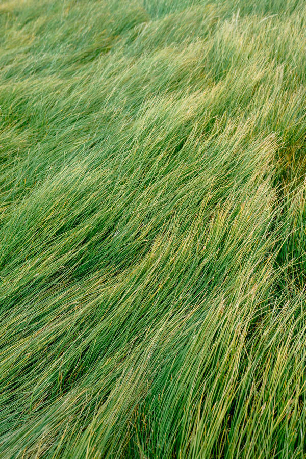 Fragment Of A Serene Landscape Of Endless Grass Wallpaper