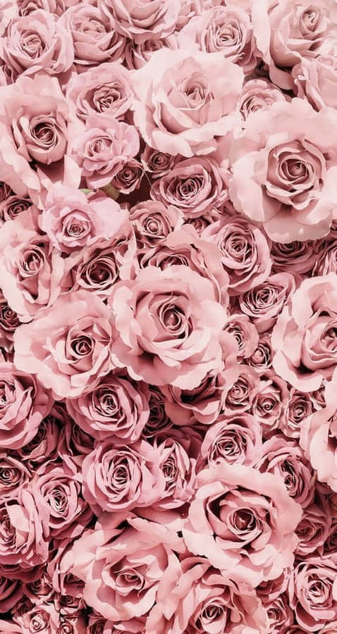 Fragrant Beauty: A Close Up Of A Soft And Delicate Cute Rose Wallpaper
