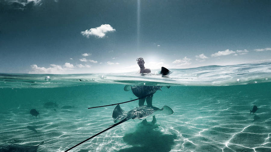 French Polynesia Marine Species Wallpaper