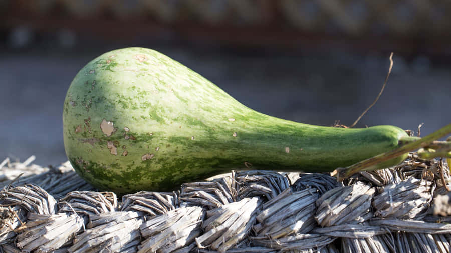 Fresh Bottle Gourd Vegetable Wallpaper