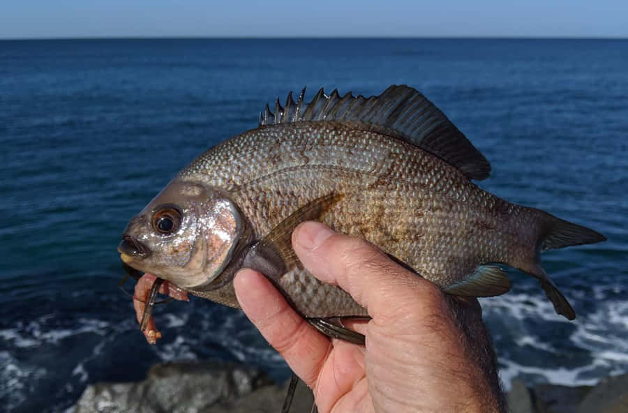 Fresh Catch Sea Bream Ocean Background Wallpaper