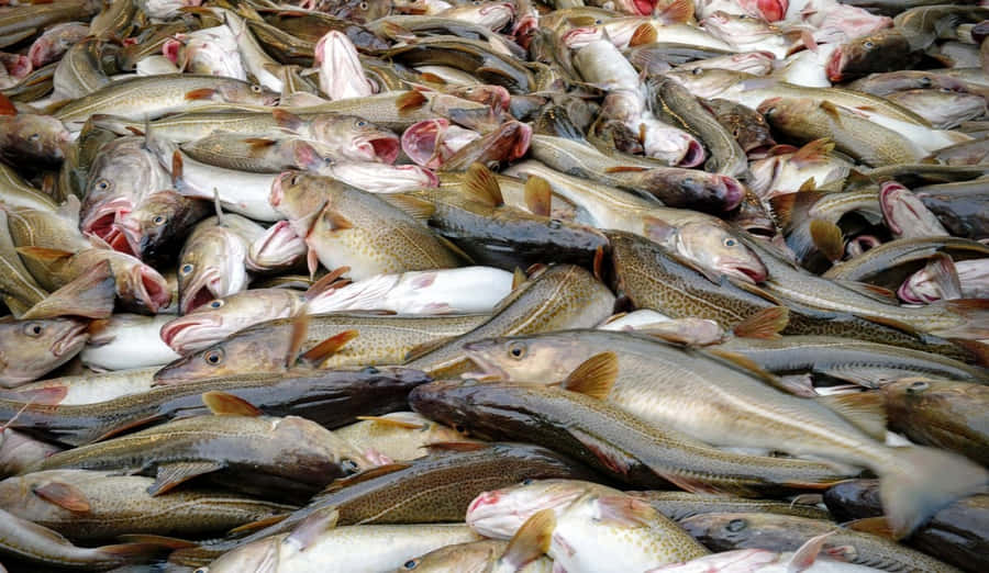 Fresh Codfish Catch Wallpaper