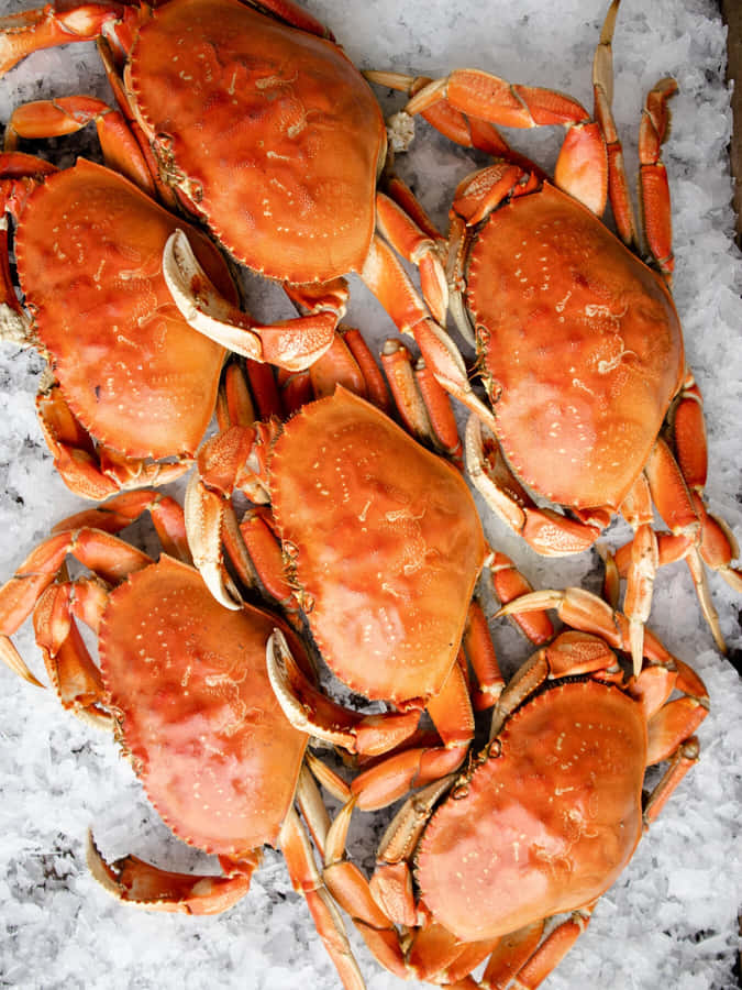 Fresh Dungeness Crabson Ice Wallpaper