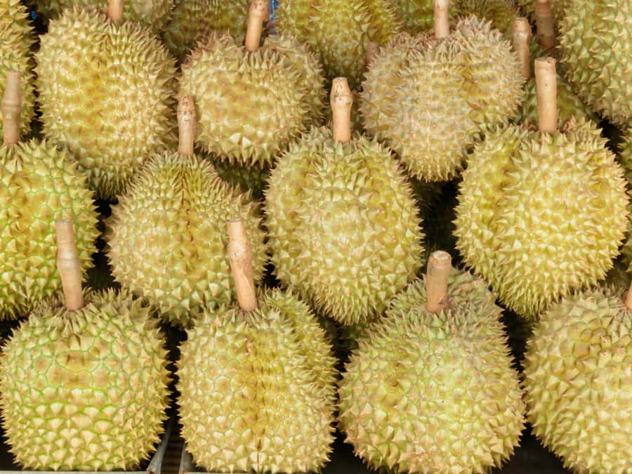 Fresh Durian Fruit Display Wallpaper