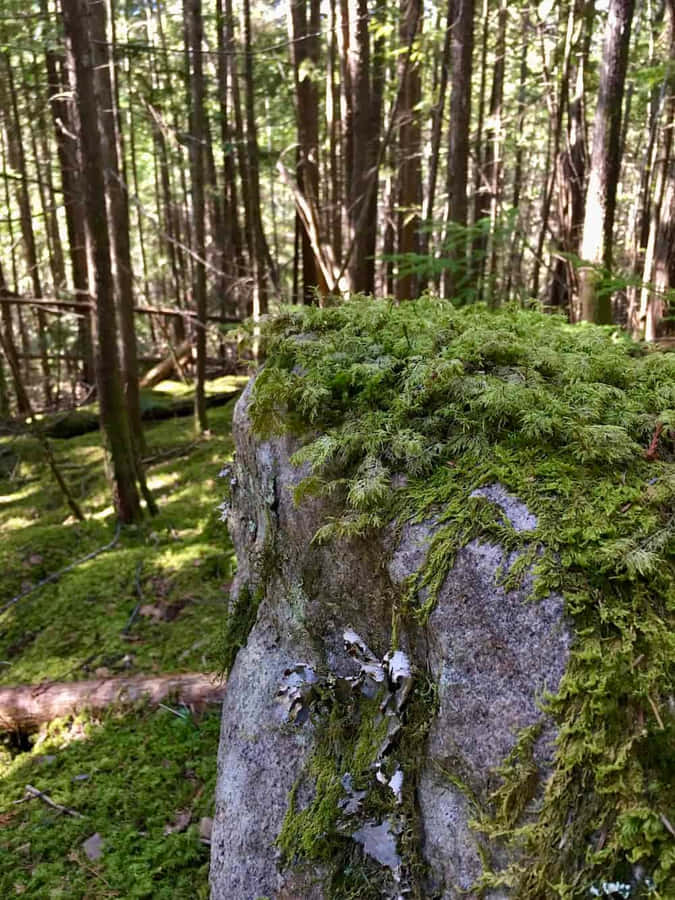 Fresh Green Moss On Rock Surface Wallpaper