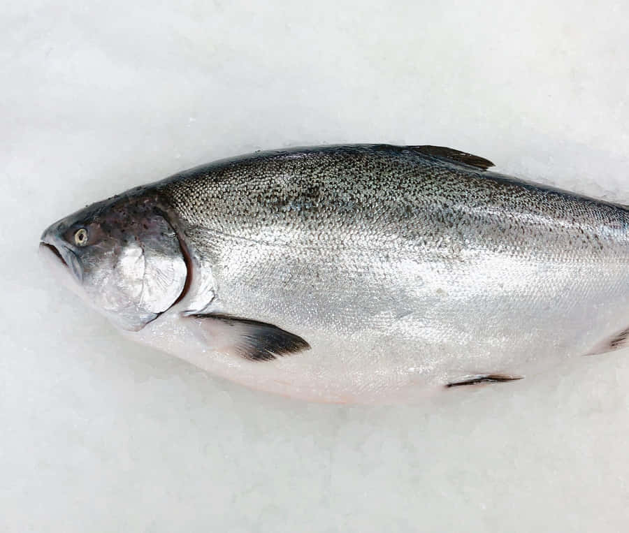 Fresh King Salmonon Ice Wallpaper