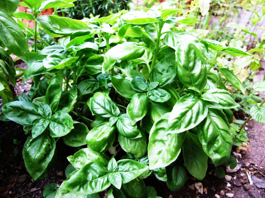 Fresh Organic Basil Plant In Close-up Wallpaper