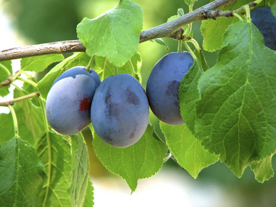 Fresh Purple Plums For A Healthy Snack. Wallpaper