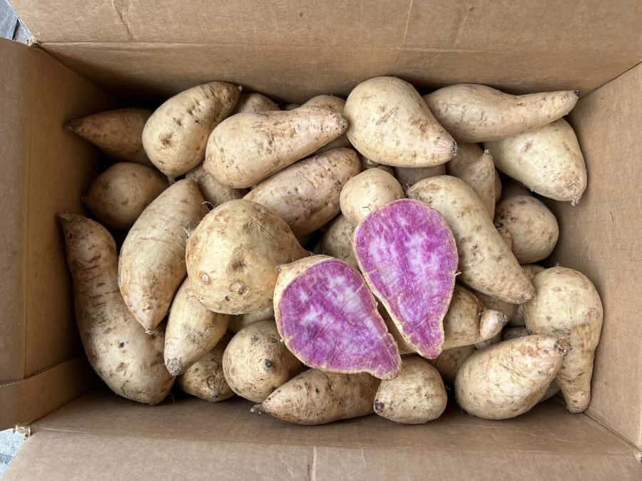 Fresh Purple Sweet Potato, Harvested And Ready To Be Enjoyed. Wallpaper