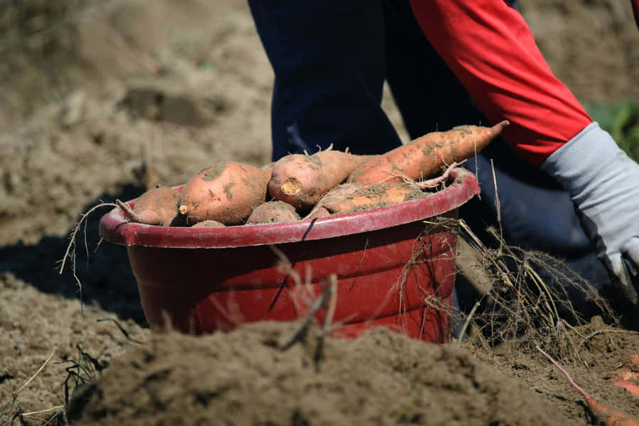 Fresh Red Potatoes On A Table Wallpaper
