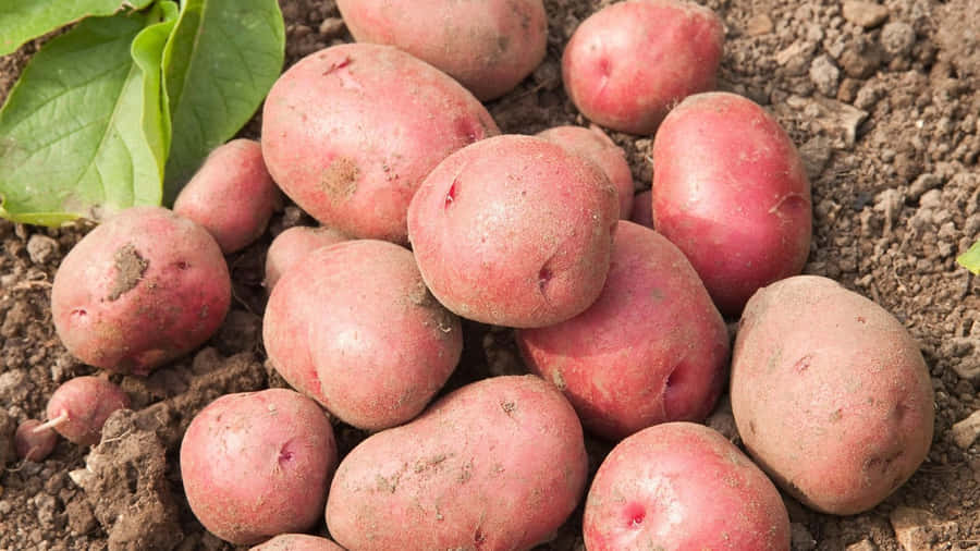 Fresh Red Potatoes On Display Wallpaper