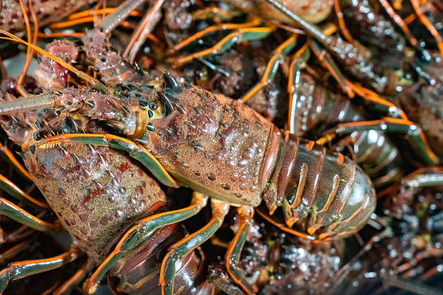 Fresh Spiny Lobster Catch Wallpaper