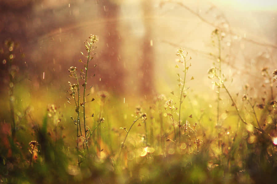 Fresh Spring Rain Falling On Greenery And Flowers Wallpaper