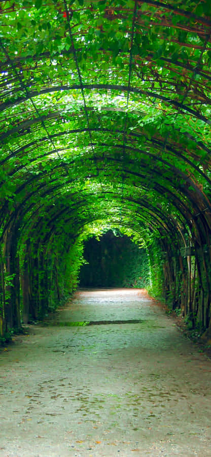 Fresh Summer Fruits Close Up Wallpaper