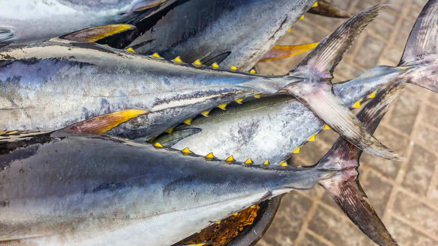 Fresh Yellowfin Tuna Catch Wallpaper
