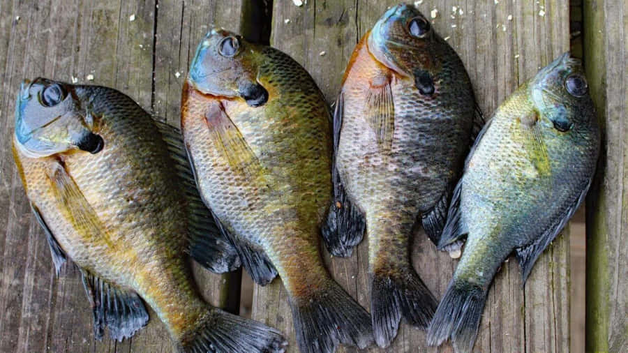 Freshly Caught Bluegill Fish Wallpaper