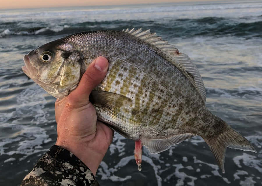 Freshly Caught Perchat Sunset Wallpaper