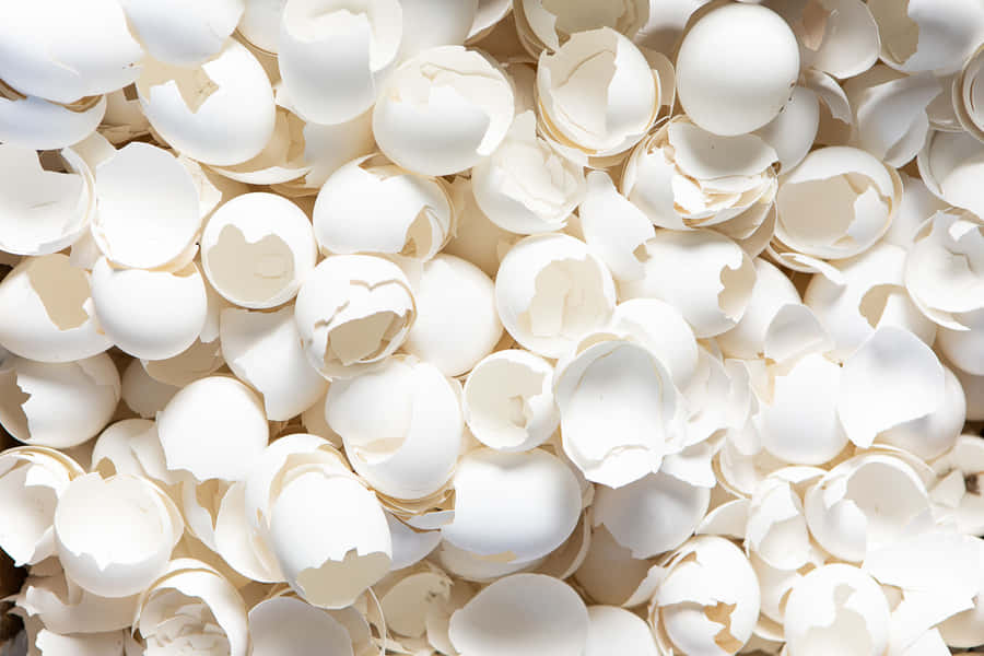 Freshly Harvested Organic Eggshells Wallpaper