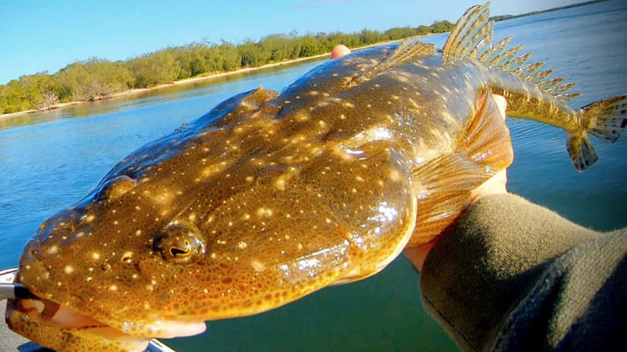 Freshwater Flathead Caughtby Angler.jpg Wallpaper