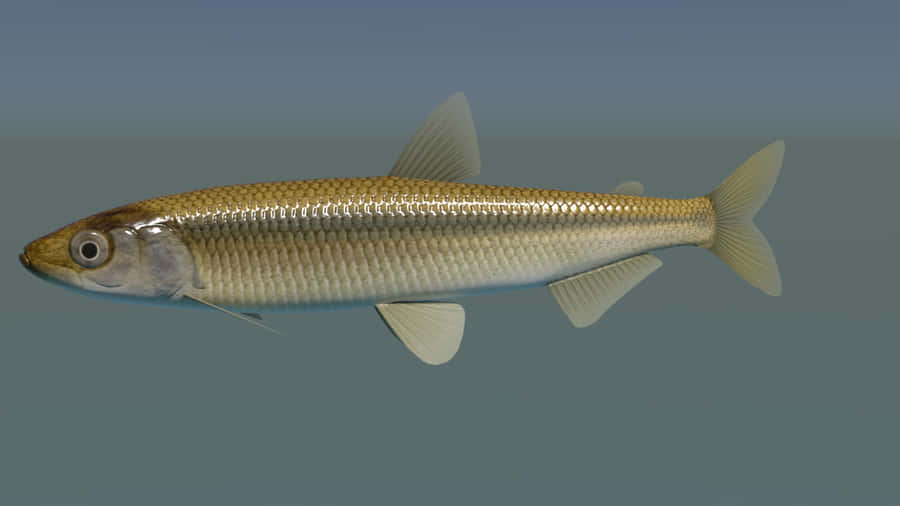 Freshwater Smelt Fish Wallpaper