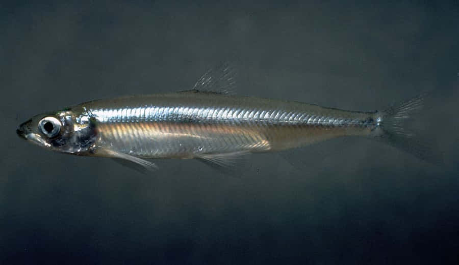 Freshwater Smelt Side View Wallpaper