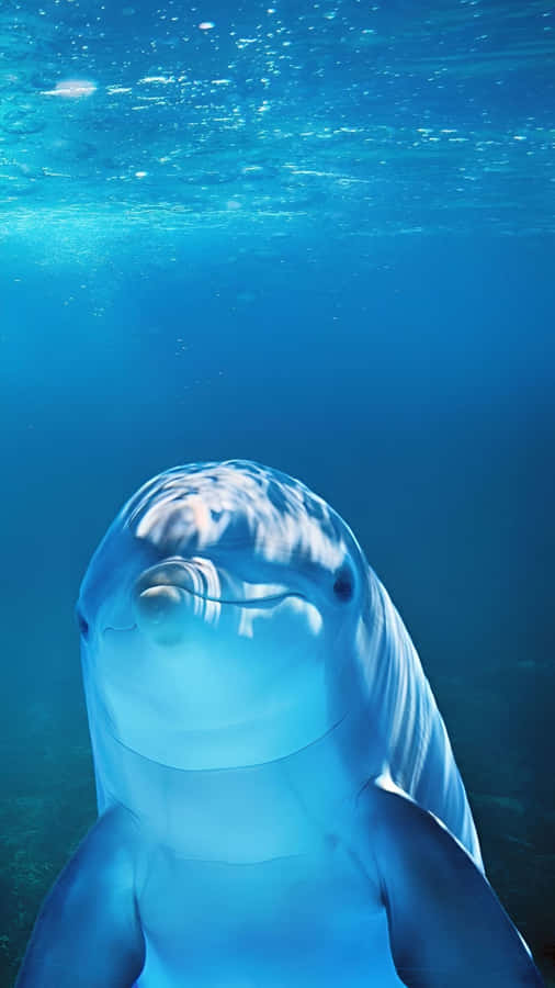 Friendly Ocean Dolphin Wallpaper