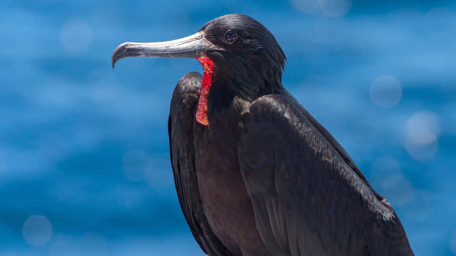 Frigatebird Portrait Against Blue Sky Wallpaper