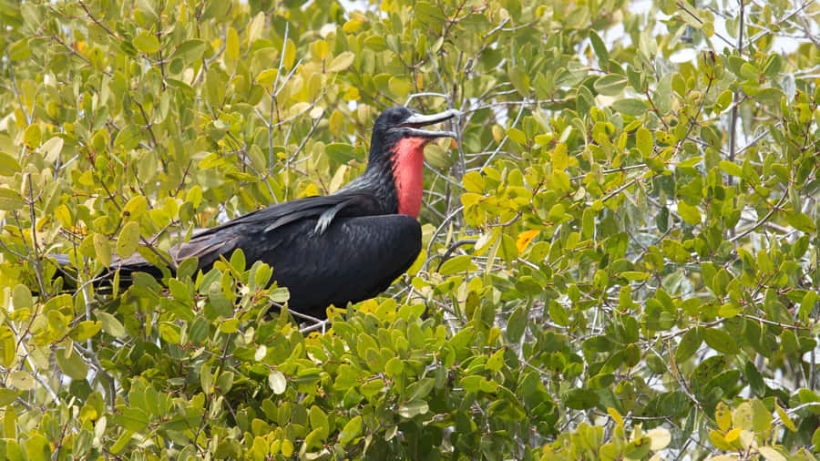 Frigatebirdin Greenery Wallpaper