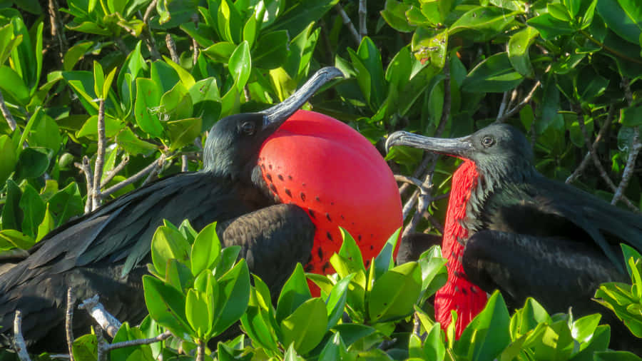 Frigatebirdswith Gular Pouches Wallpaper