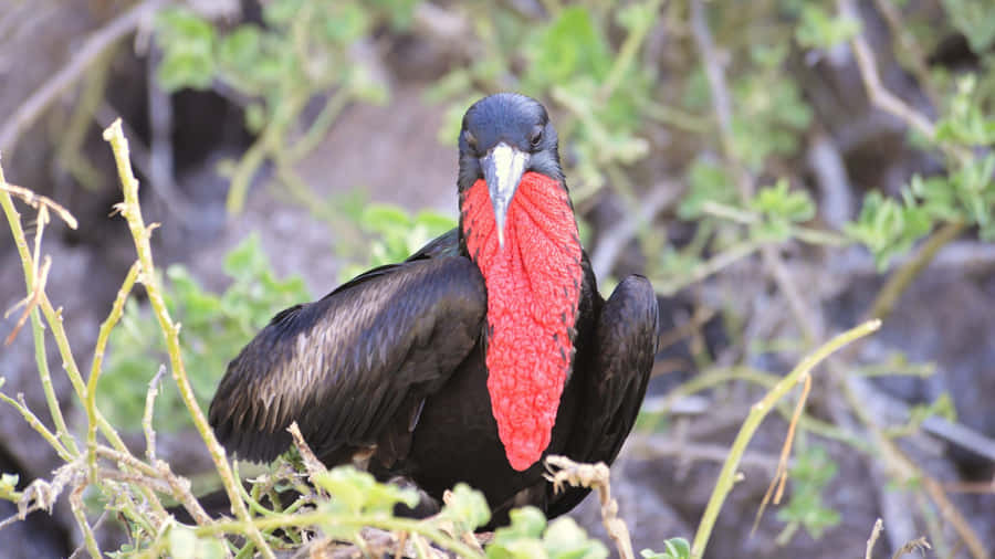 Frigatebirdwith Red Gular Sac Wallpaper