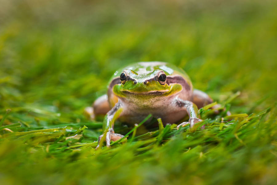 Frog On Green Grass Wallpaper