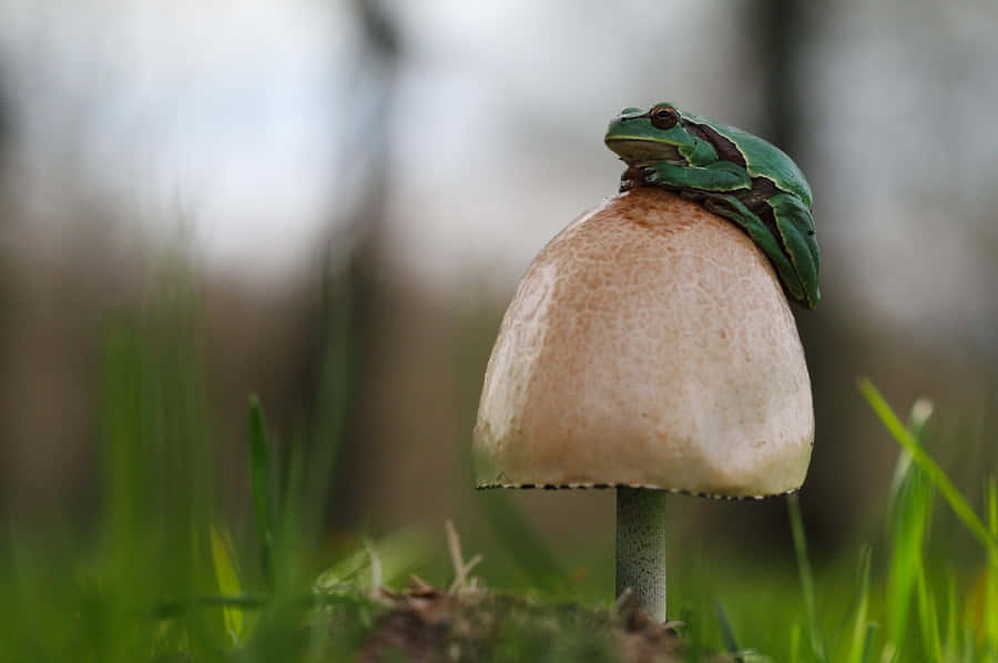 Frogon Mushroomin Nature.jpg Wallpaper