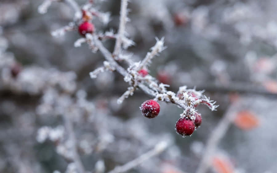 Frosty Winter Berries On A Snowy Background Wallpaper