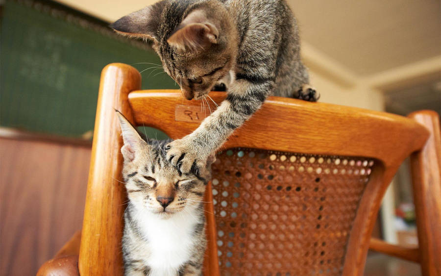 Funny Cat Scratching Another Cat Wallpaper