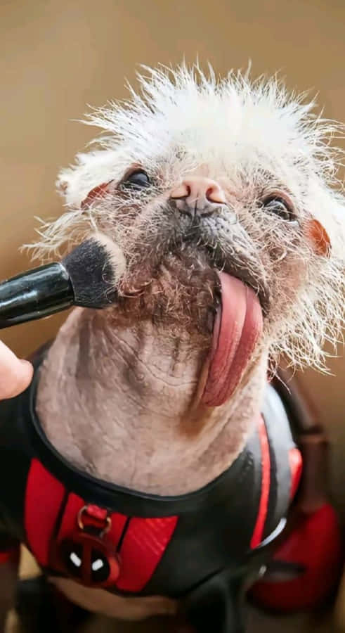 Funny Dog Makeup Session Wallpaper