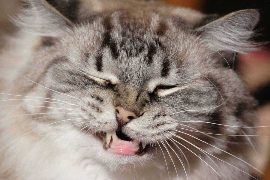 Funny Face Of A Kitten Wallpaper